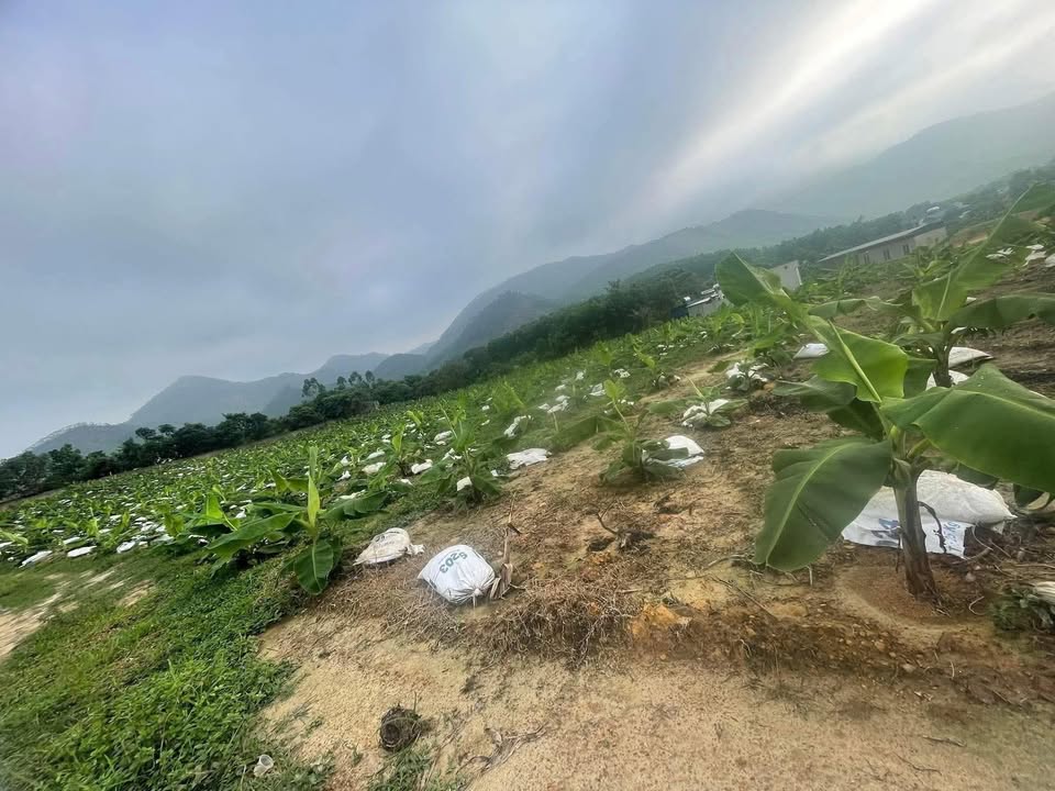 Đất Vườn Nghỉ Dưỡng 2700m² Sổ Hồng Sẵn Tại Phổ Yên, Thái Nguyên - Giá 2.4 Tỷ