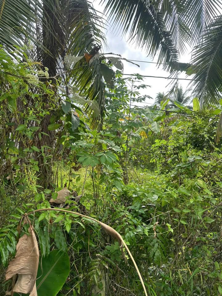 Bán Gấp Đất Mặt Tiền Kim Sơn, Tiền Giang - 228m² - Chỉ 1.3 Tỷ