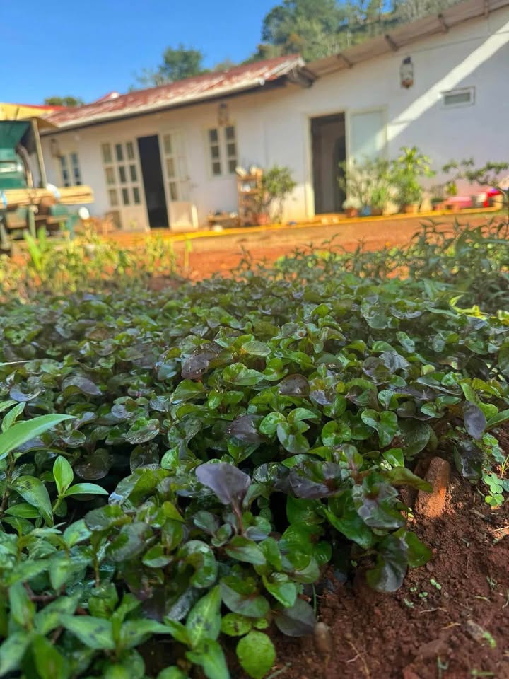 Bán Đất Xây Dựng 400m² Xuân Trường, Đà Lạt - Sổ Riêng, Giá Tốt