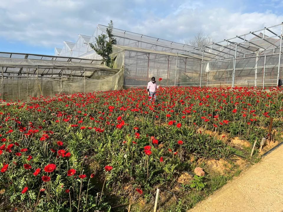 Đất Phân Quyền Nguyên Tử Lực Đà Lạt 70m² - Hai Mặt Tiền Giá Tốt