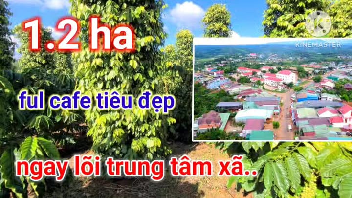 Bán Nhanh Vườn Cafe Tiêu 1.2ha Trung Tâm Xã Đăk Rung - Sổ Hồng
