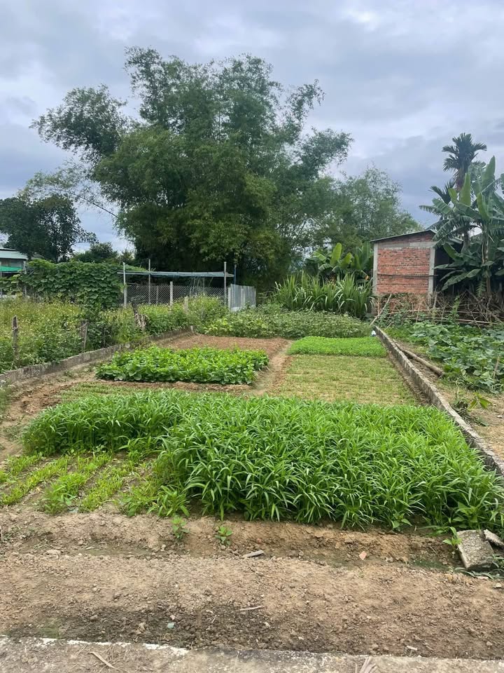 Đất Nền Cẩm Toại Đông, Đà Nẵng - 133m² Sổ Đỏ Sẵn Sàng