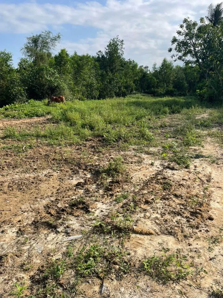 Đất Vườn 1000m² Phước Sơn, Quảng Nam - Giá Tốt 900 Triệu