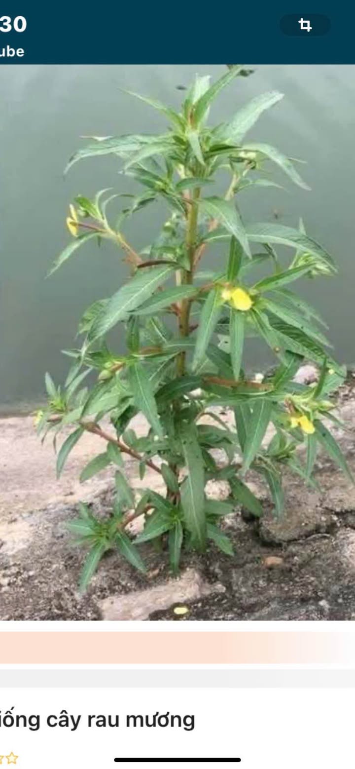 Nhà Hẻm 4.5m Phường 11, Vũng Tàu - 55m², 1.49 Tỷ, Sổ Giấy Tay