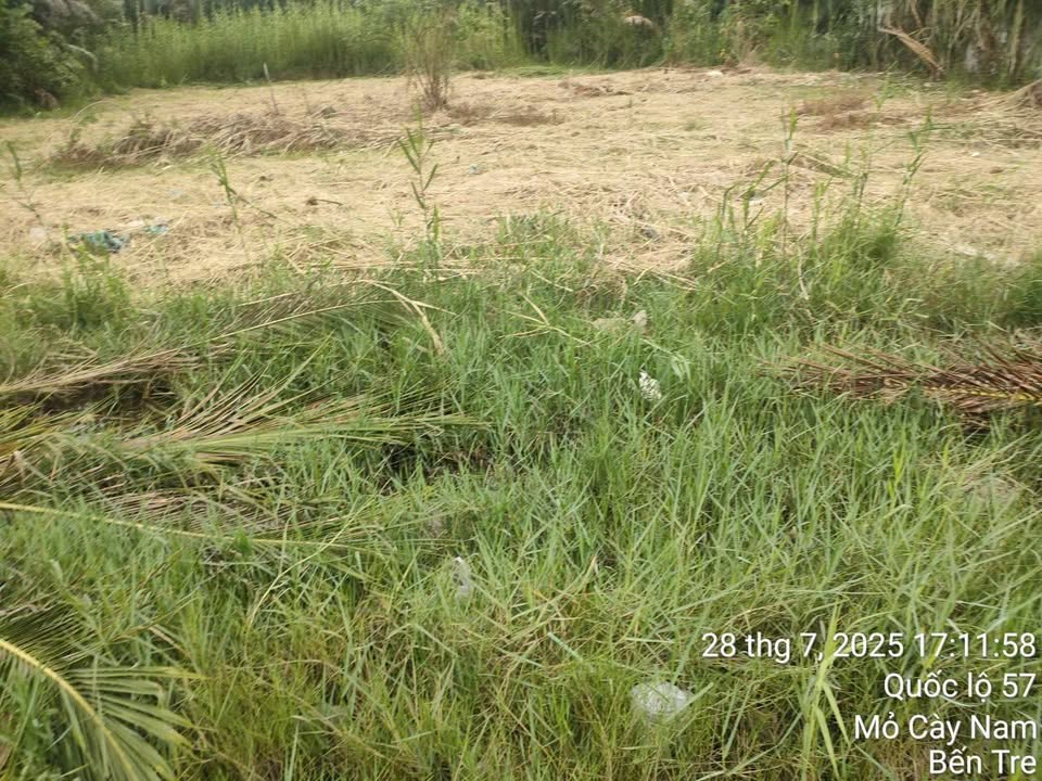 Đất Vàng Mỏ Cày Nam, Bến Tre 2313m² Mặt Tiền QL57 - Giá Rẻ Đầu Tư