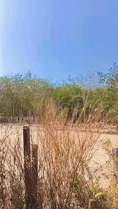 Đất Nền 14400m² Hòa Hội, Xuyên Mộc - Sổ Hồng Riêng, Giá Đầu Tư 600 Triệu/Sào