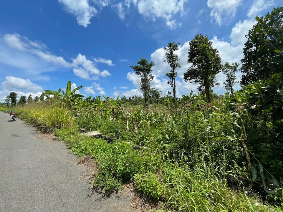 Đất Vàng 1000m² Xã Bàu Chinh, Châu Đức - Sổ Sẵn Sàng Giao Dịch