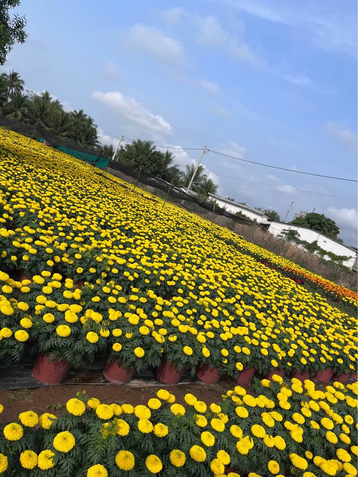 Đất KCN Long Đức Trà Vinh 230m² - Giá Ngộp, Chính Chủ Bán Gấp