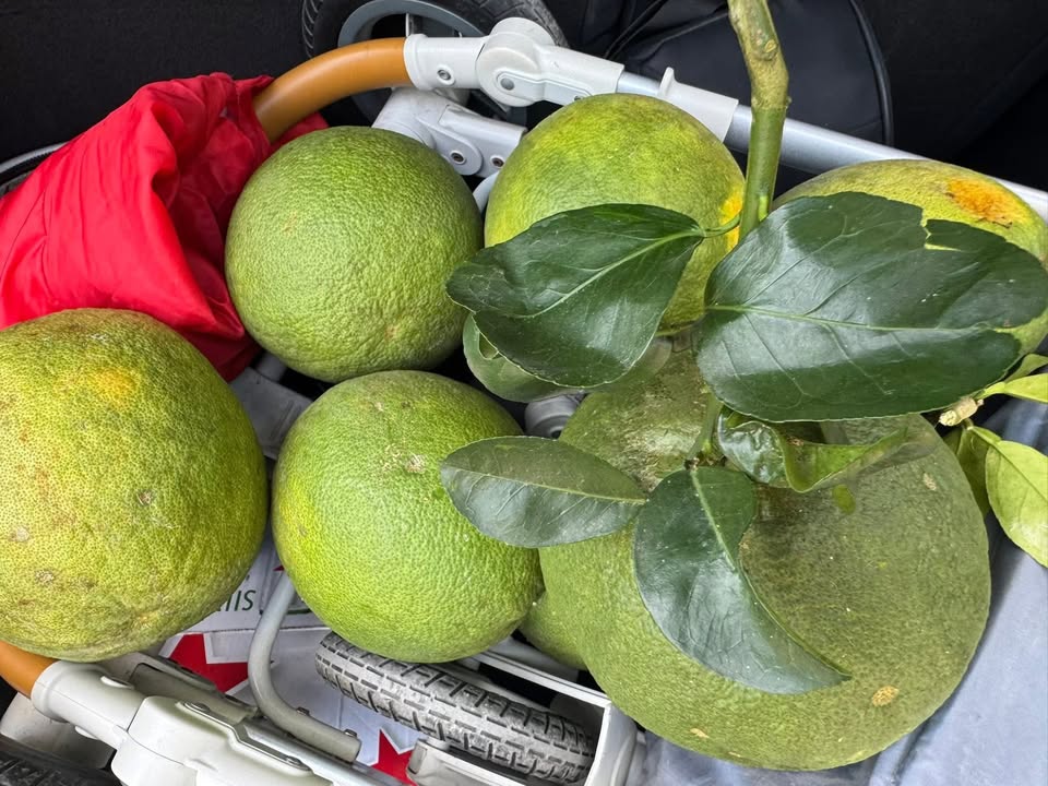 Đất Nền Sông Cầu Khánh Hòa - 108m² Sổ Hồng - View Sông Mát Lành