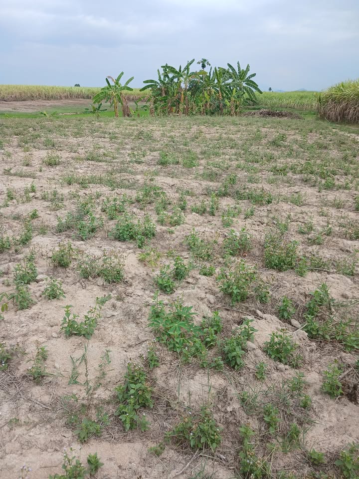 Bán Gấp Đất Trang Trại 9100m² Ninh Tây, Khánh Hòa - Sẵn Sàng Kinh Doanh