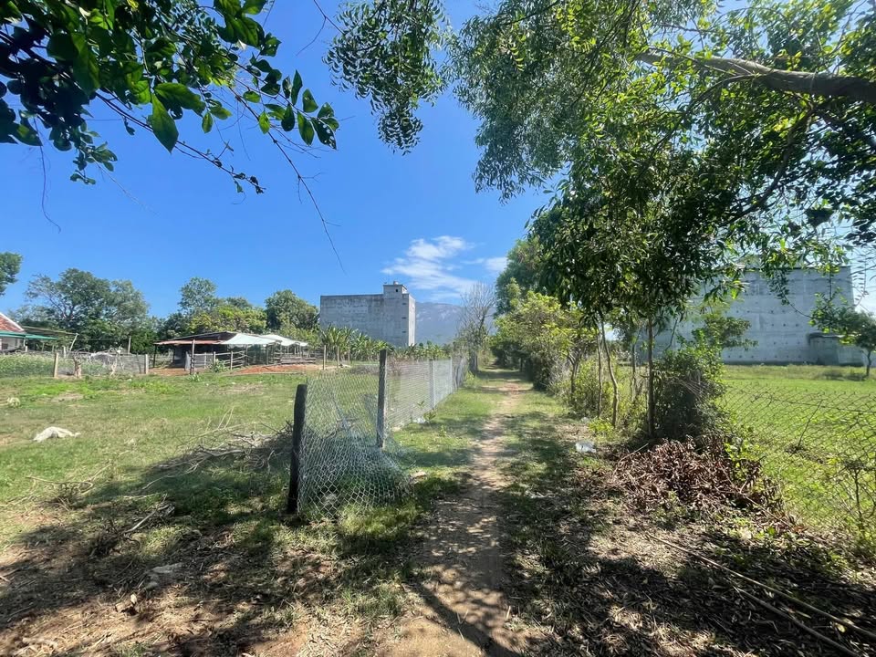 Đất Nền Thổ Cư 105m² Ninh Hòa - Sổ Đỏ Sẵn Sàng, Giá Đầu Tư 399 Triệu