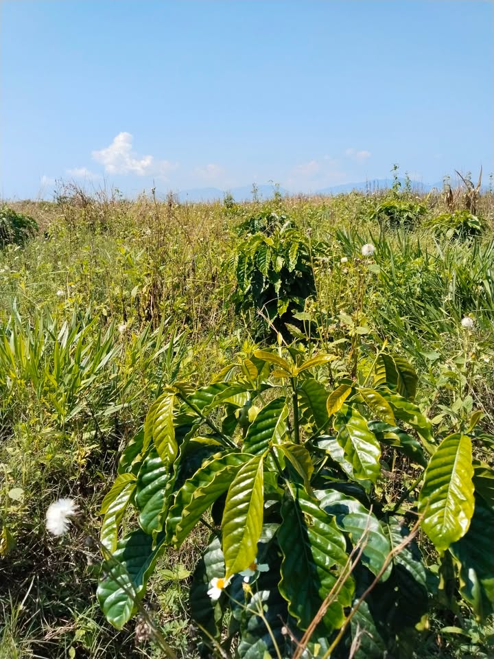 Bán Gấp Đất Vườn 7200m² Mặt Tiền Đường Lớn Hòa Bắc, Bình Thuận - Giá Đầu Tư 1.5 Tỷ