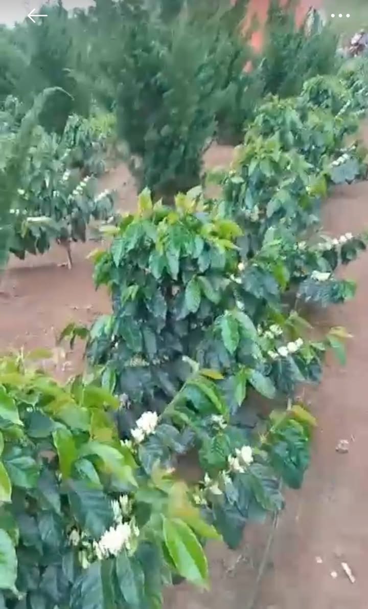 Bán Gấp Đất Vườn Nghỉ Dưỡng 9000m² Đơn Dương - Giá 5 Tỷ