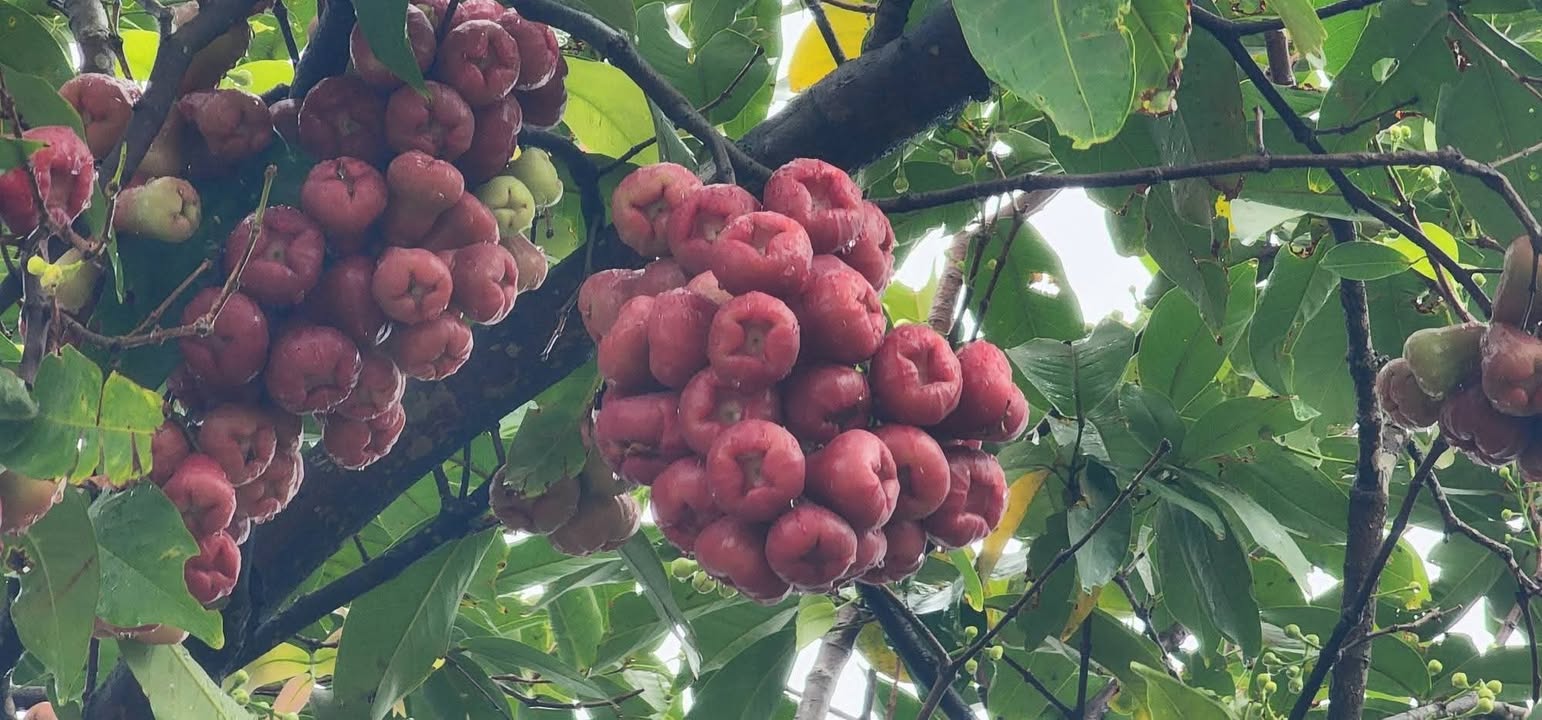 Nhà Hẻm Lê Thánh Tôn, Quận 1 - 135m² Giá 1 Tỷ, Hướng Nam