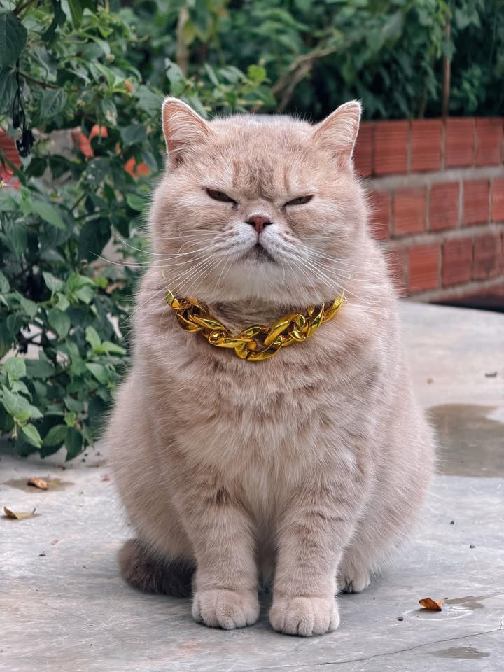 Đất nền Xã Nga Thành, Thanh Hóa - 124m² thổ cư, giá chỉ 4xx triệu