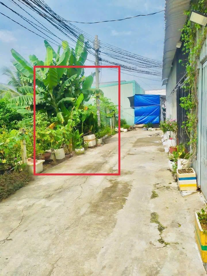 Đất Vườn 555m² Phước Hậu, Cần Giuộc - Giá Đầu Tư 2.5 Tỷ