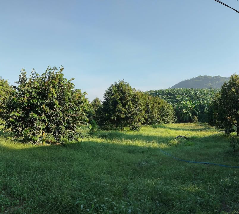 Bán Gấp Vườn Sầu Riêng 4000m² Đồng Nai - Giá Tốt 3.2 Tỷ