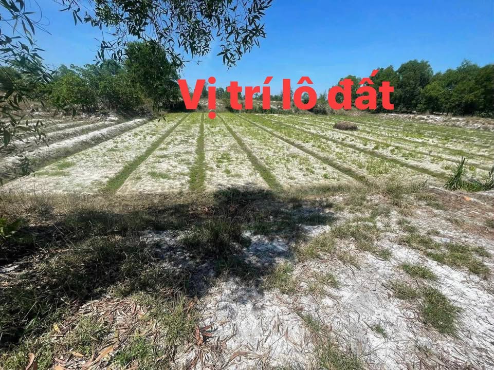 Bán Đất Nền Cẩm Lệ Đà Nẵng 800m² - Sát Đường 27m, Giá 1.2 Tỷ