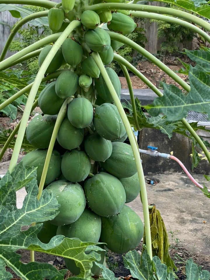 Đất Kiệt Ô Tô Hồ Xuân Hương Đà Nẵng - 100m² - Sổ Đỏ Sẵn Sàng