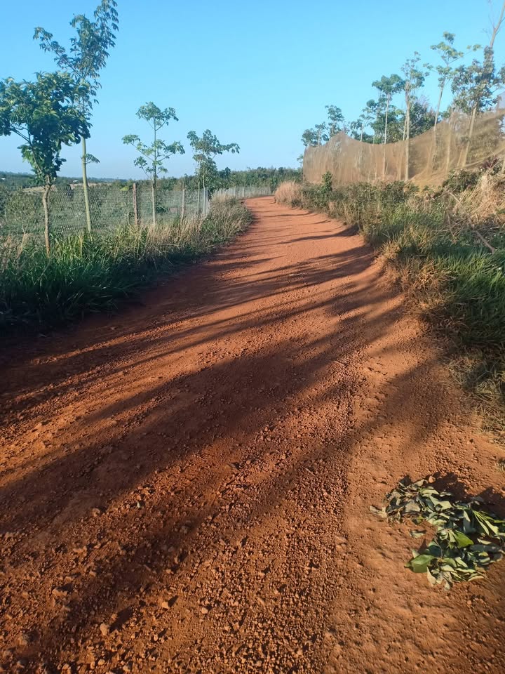 Bán Rẫy Sầu Riêng Thái 1.2ha Đăk Nông - Vườn Trái Đang Ra Bông