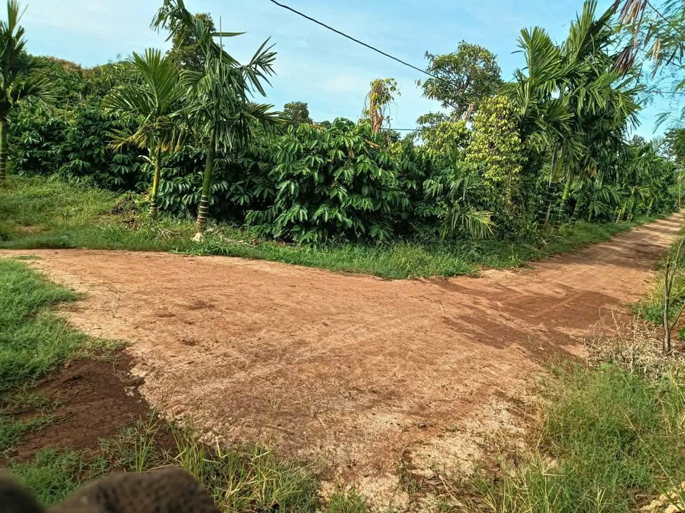 Đất Vườn Đắk Lắk 1440m² - Góc 2 Mặt Tiền Đường Đẹp, Giá 1.6 Tỷ Bao Sổ Sẵn Sàng Đầu Tư