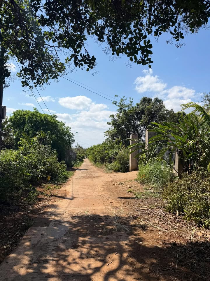 Đất Eakao Buôn 140m² - Sổ Thổ Cư, Đường Bê Tông 629 Triệu