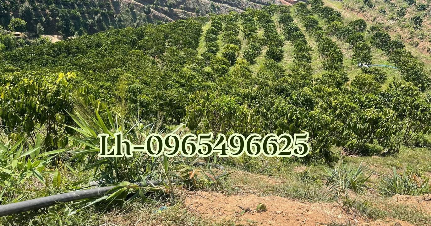 Bán Gấp Farm Cafe 3ha Đang Kinh Doanh - Trung Tâm Quảng Hòa, Đắk Glong, Lâm Đồng