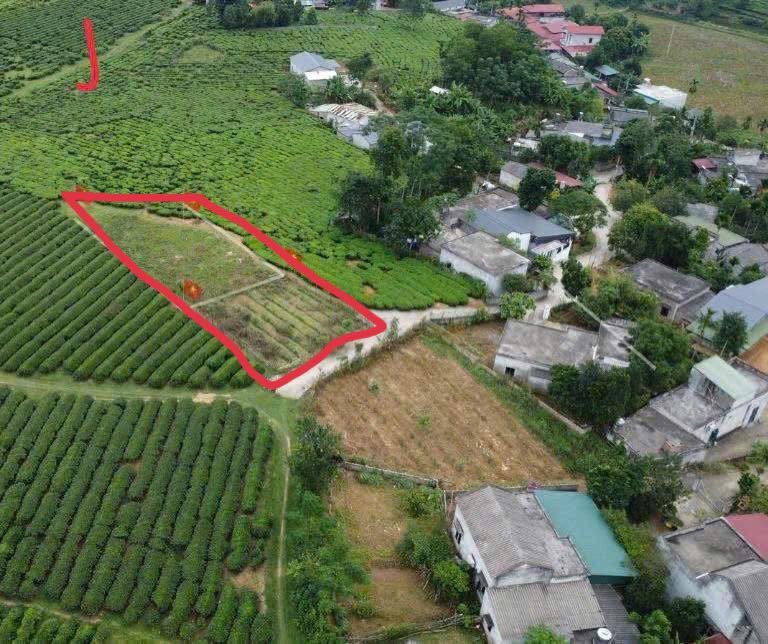 Bán đất thổ cư 260m² Phú Thọ - Sổ đỏ sẵn sàng, view chè đẹp