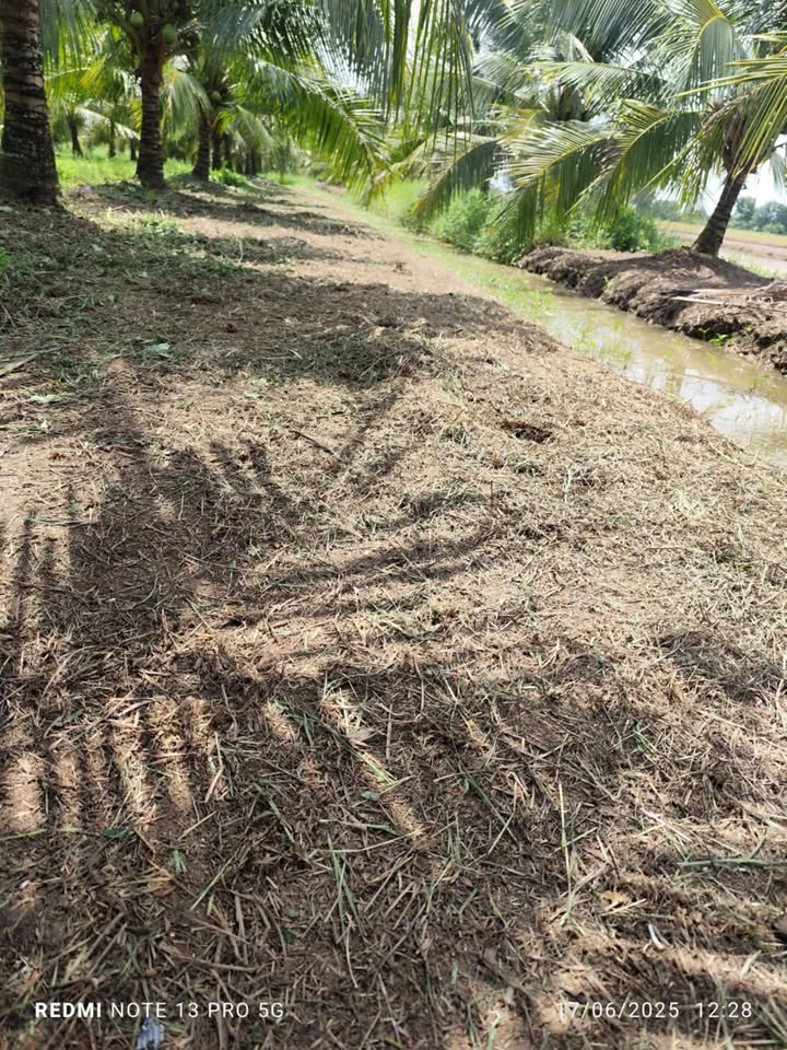 Cho thuê Đất Vườn Dừa Xiêm 6000m² Bến Tre - Giá Tốt 40 Triệu/Năm