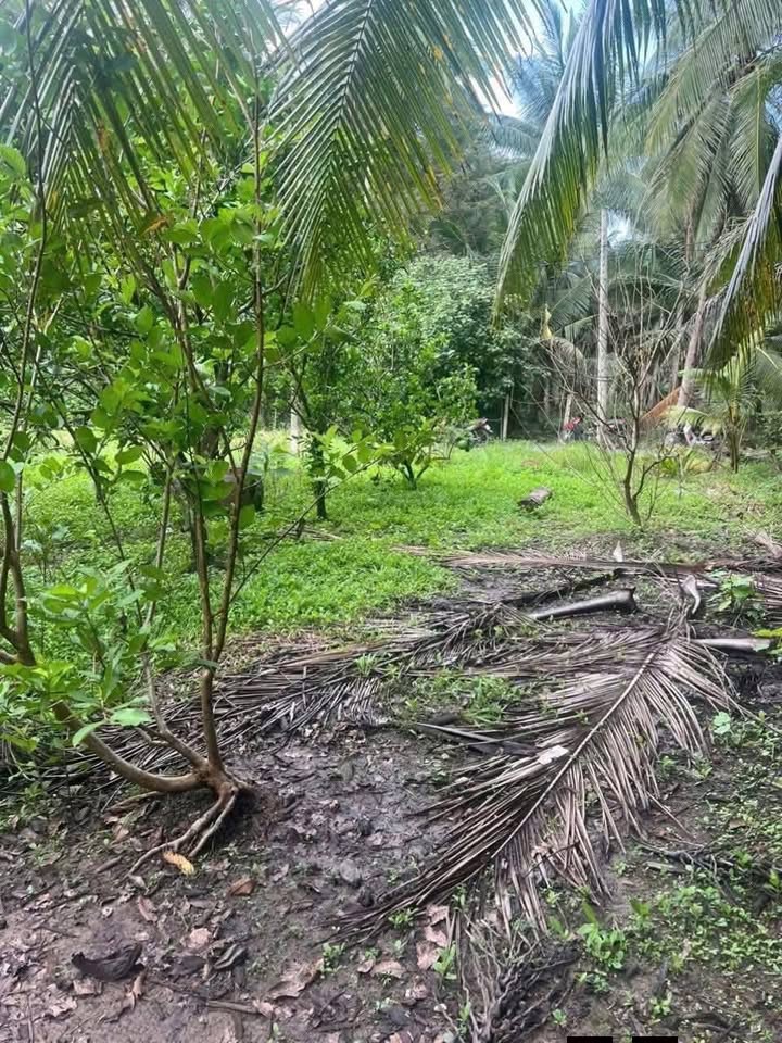 Đất Nền 189m² Vị Trí Đắc Địa Xã Châu Hưng, Bình Đại - Giá F0 335 Triệu