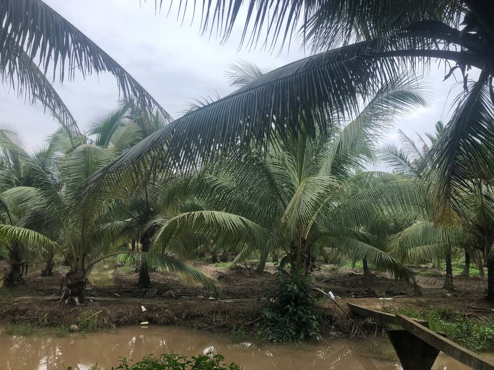 Bán 3.6ha Đất Vườn Dừa Tơ, MT Kênh 80m, Bình Đại, Bến Tre - 1.88 Tỷ