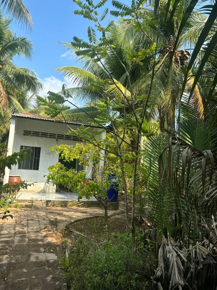 Bán Đất 1100m² Đa Phước Hội, Mỏ Cày Nam - Có Nhà Cấp 4, Sổ Đỏ Đất Ở