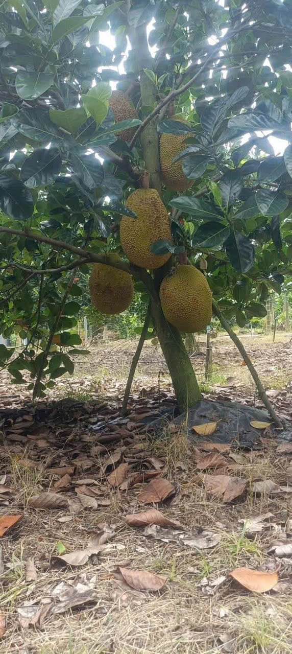 Farm nghỉ dưỡng Lâm San 7700m² - Giá 6.5 tỷ F0, view suối quanh năm