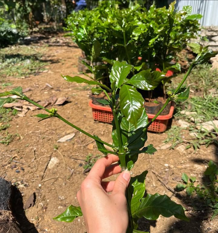 Bán 33.480m² Đất Vườn Cà Phê Lộc Bắc - Sẵn Sàng Khai Thác