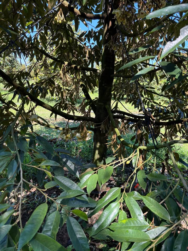 Farm Sầu Riêng 6.2 Ha Tại Bảo Lộc, Lâm Đồng - Giá 16.12 Tỷ