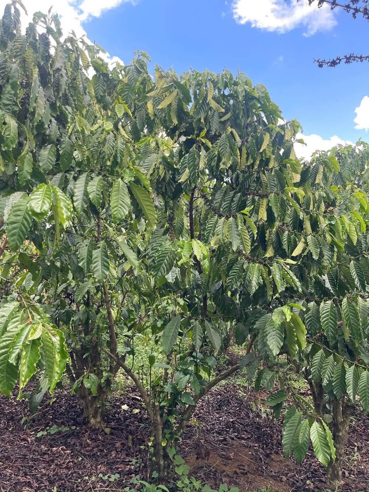 Bán Đất Vườn 3200m² Lộc Đức, Bảo Lâm - Sổ Đỏ 2 Mặt Đường, Giá Tốt