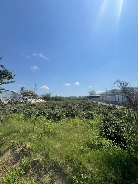 Bán Đất Mặt Tiền Đinh Công Tráng, Bảo Lộc - 2056m², 5 Tỷ, Vườn Trà Xanh Mát