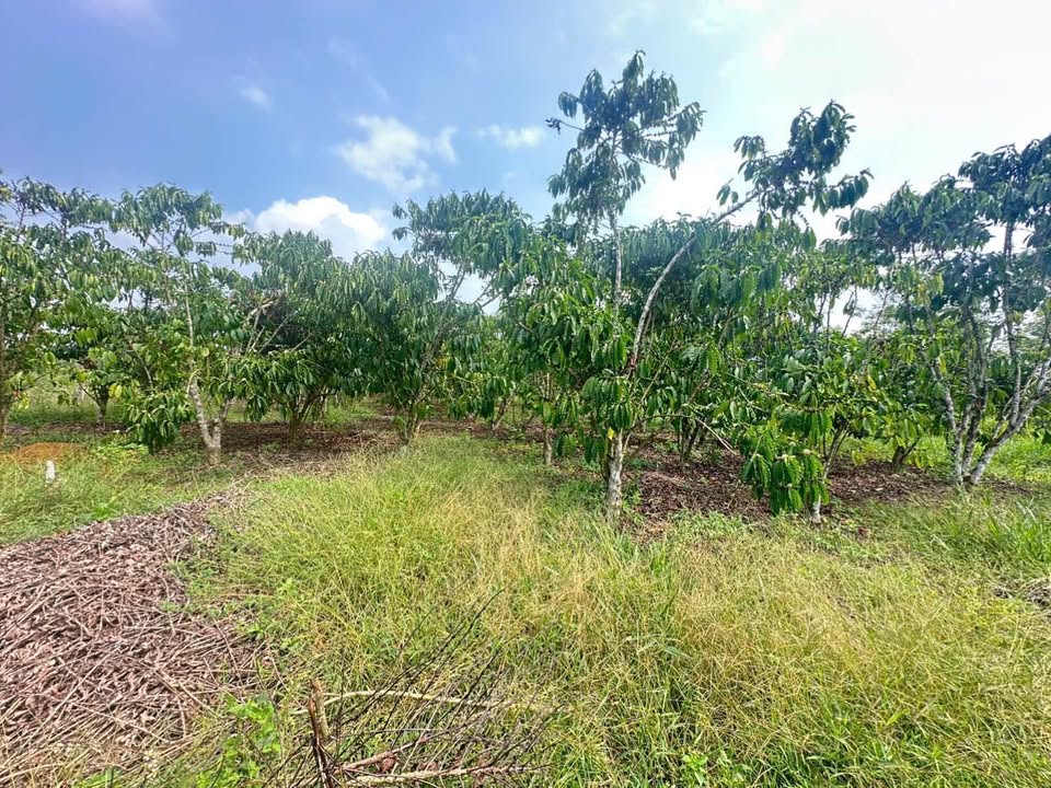 Đất Mặt Tiền Chi Lăng, Bảo Lâm 380m² - Giá Đầu Tư 1.5 Tỷ