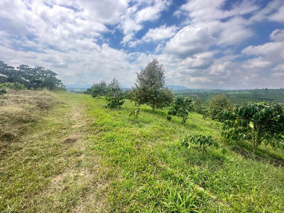 Farm 6200m² Lộc Nga, Bảo Lộc - View Đẹp, Đất Tốt, Sổ Hồng Sẵn Sàng