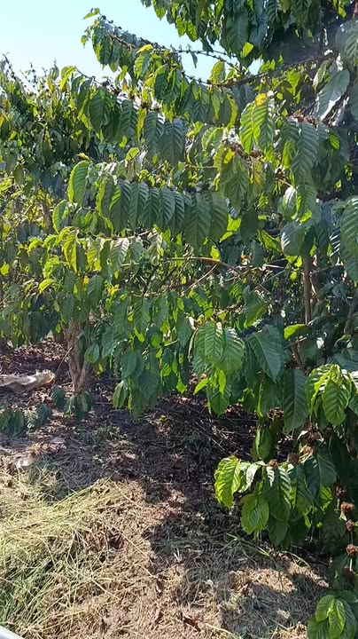 Đất Nền Lộc Phú, Bảo Lâm 14400m² - Giá Tốt 1.2 Tỷ, Đường Ô Tô