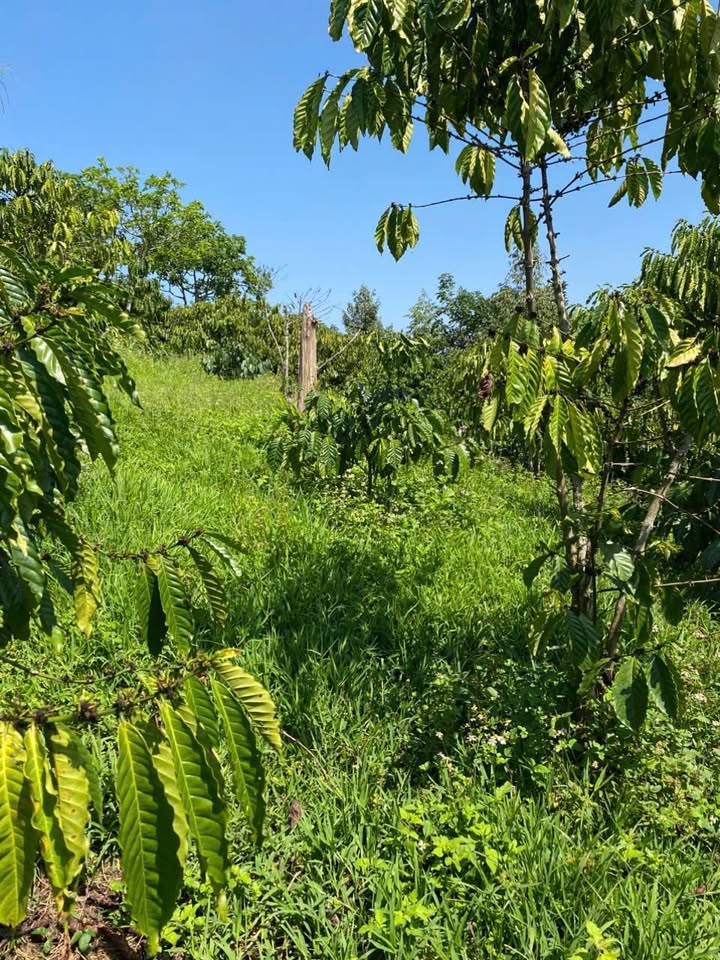 Bán Đất Vườn 10800m² Bảo Lâm - Cafe Sầu Riêng Trĩu Quả, Sổ Hồng Sẵn Sàng!