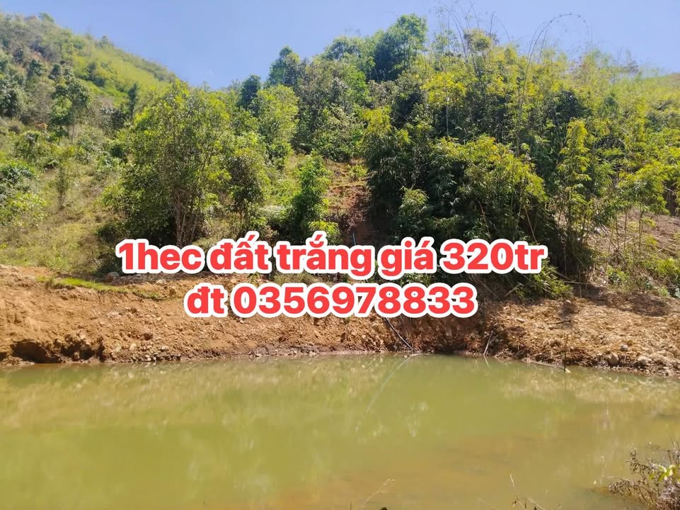Đất Farm 10.000m² Đắk Lắk - Sẵn Nước Tươi, Giá Chỉ 320 Triệu