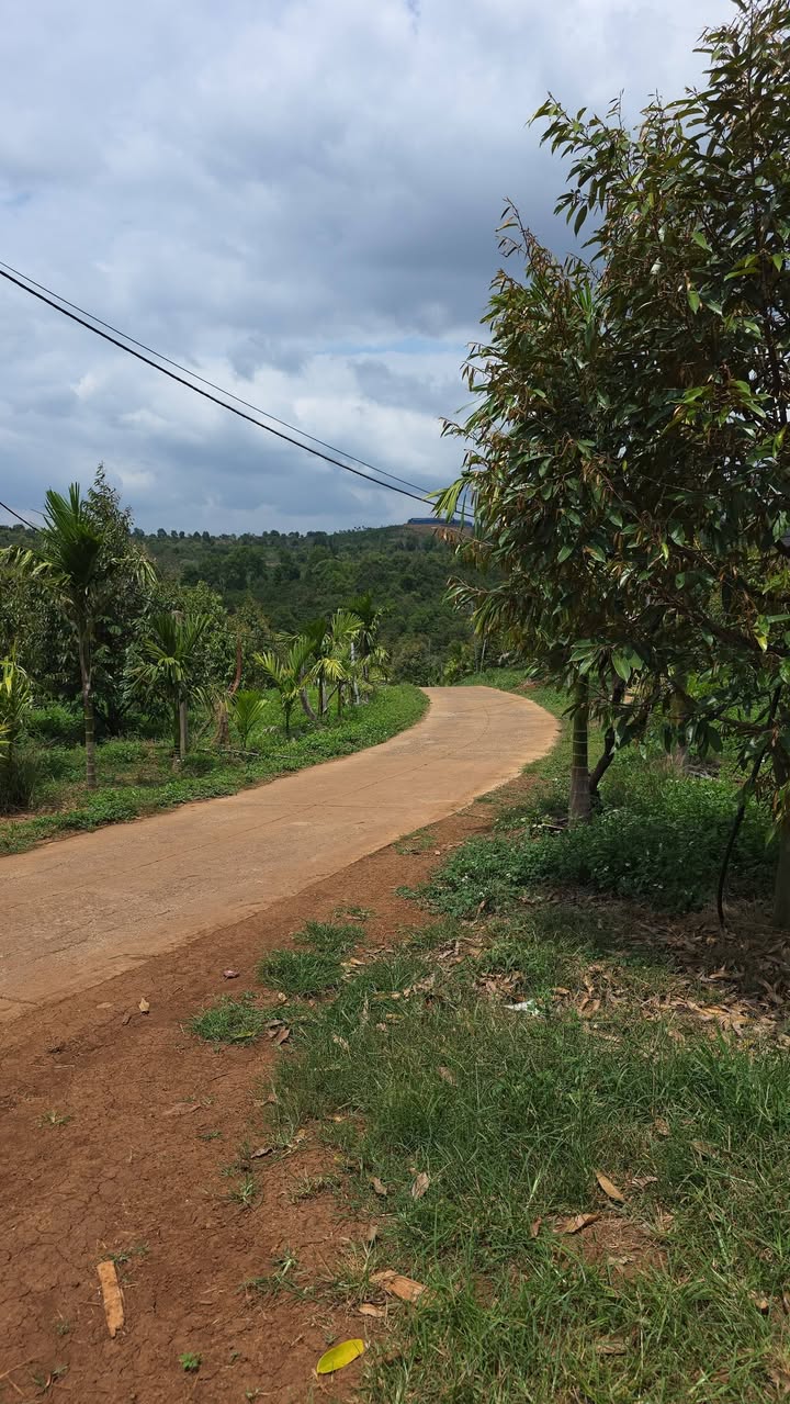 Farm Sầu Riêng 2.4ha Đắk Lắk - 7.8 Tỷ - Mặt Tiền Đường Bê Tông