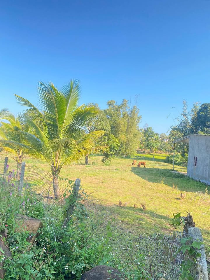 Đất Vườn Đắk Lắk 4320m² Mặt Tiền Bê Tông 43m - Giá Đầu Tư 1.65 Tỷ