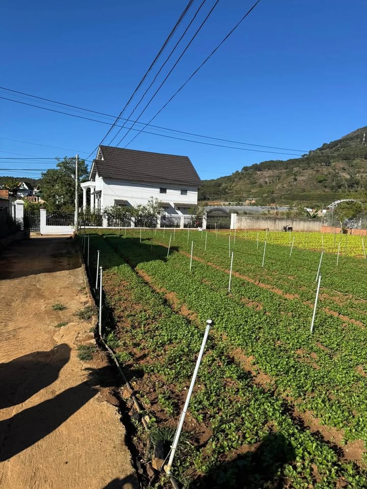 Đất Nền View Núi Hiệp Thạnh, Lâm Đồng - 1044m² Sổ Đỏ, Giá 3.8 Tỷ