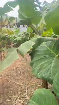 Bán Đất Kim Sơn Ninh Bình 900m² - Sẵn Sổ Đỏ, Giá 14 Tỷ