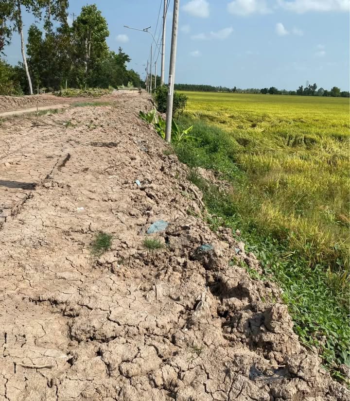 Bán Gấp Đất Vườn 1600m² MT Lộ Đan, Long Xuyên - Sổ Quy Hoạch Thổ Cư