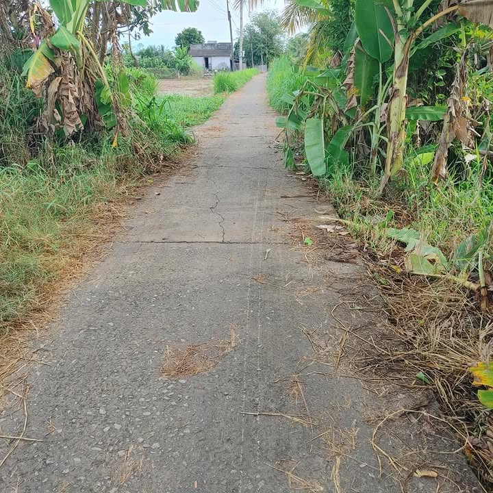 Bán Gấp Đất Vàng 910m² Tại Tân Trụ, Long An - Sổ Đỏ Sẵn Sàng