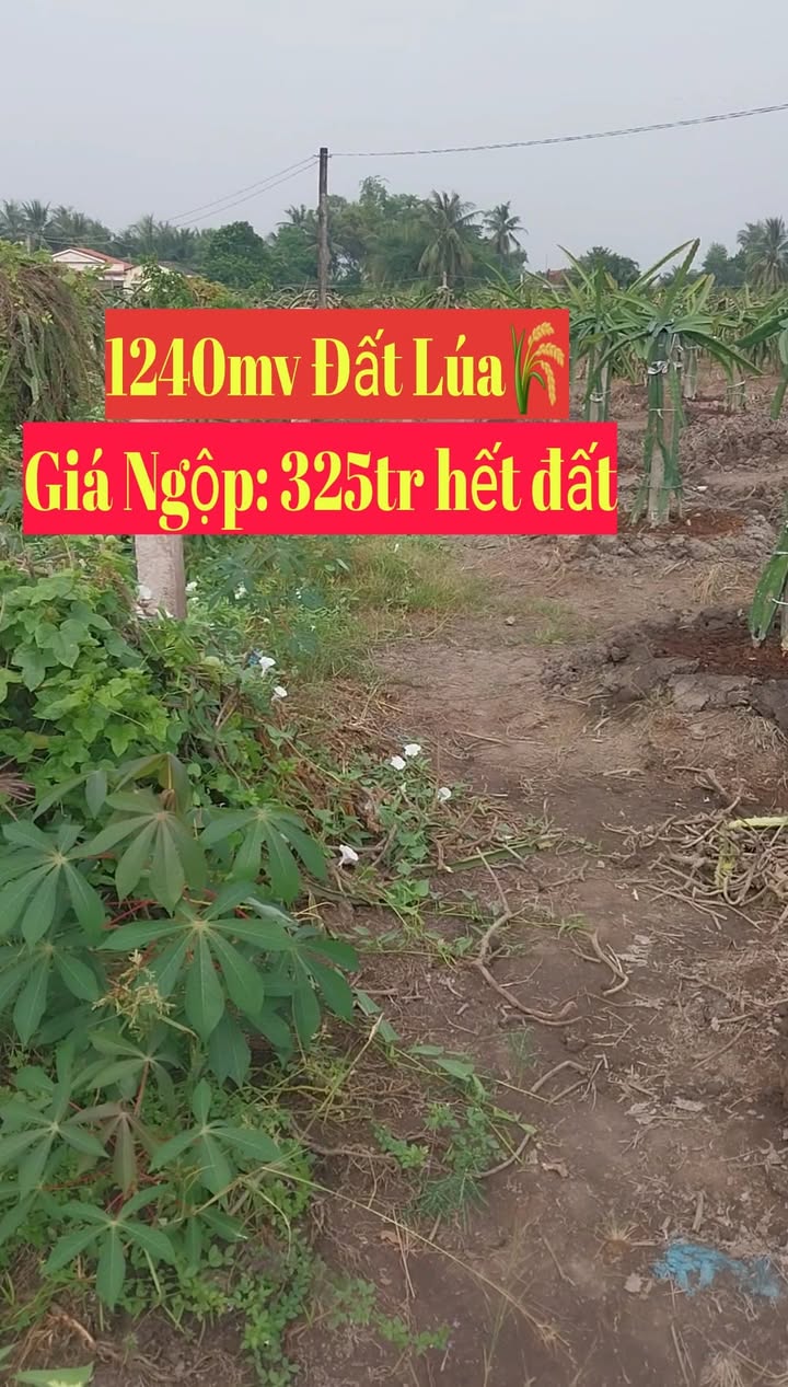 Đất Lúa 1240m² Thanh Phú Long, Long An - Giá Ngộp 325 Triệu