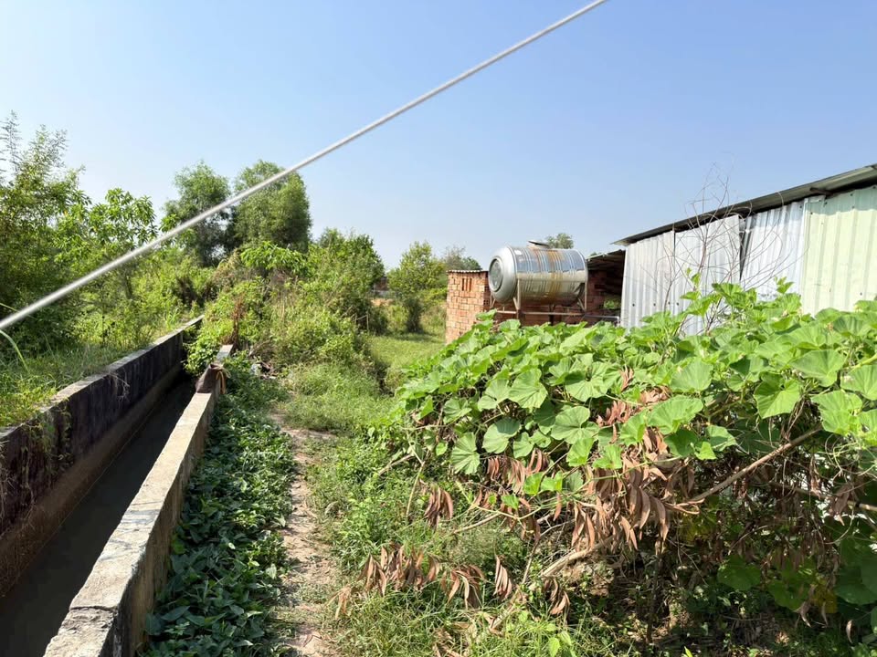 Đất Nền Sổ Hồng Riêng 98m² - View Sông Mát Lành, Châu Thành, Long An